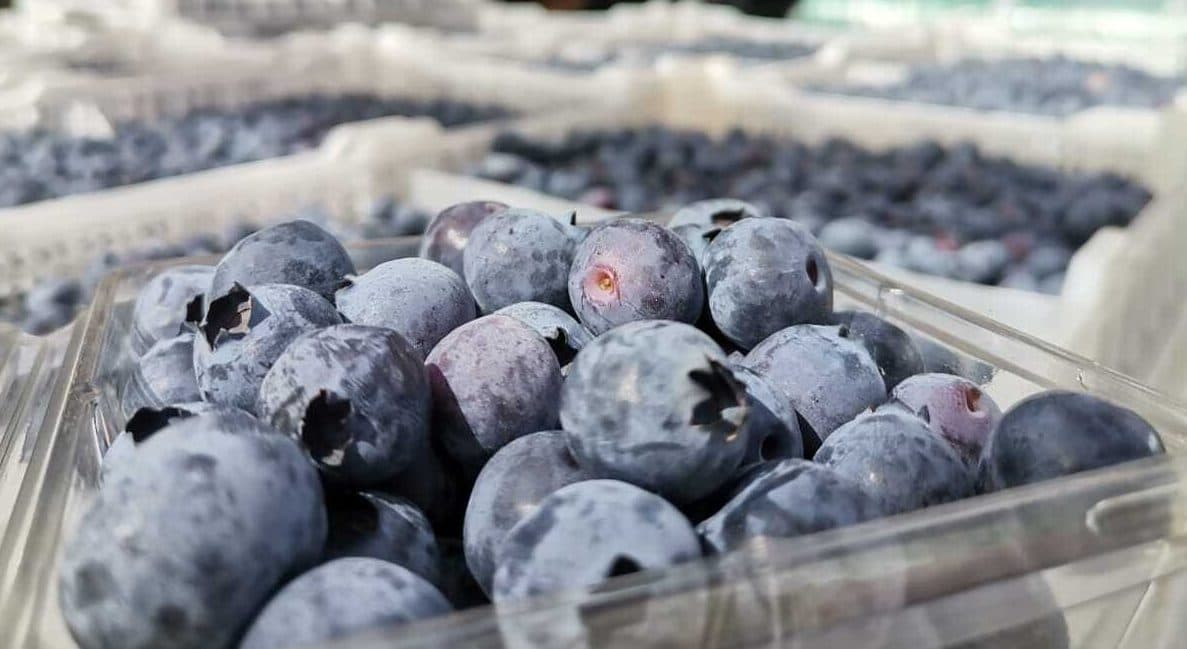 images/1669708035134blueberry sorting machine.jpeg